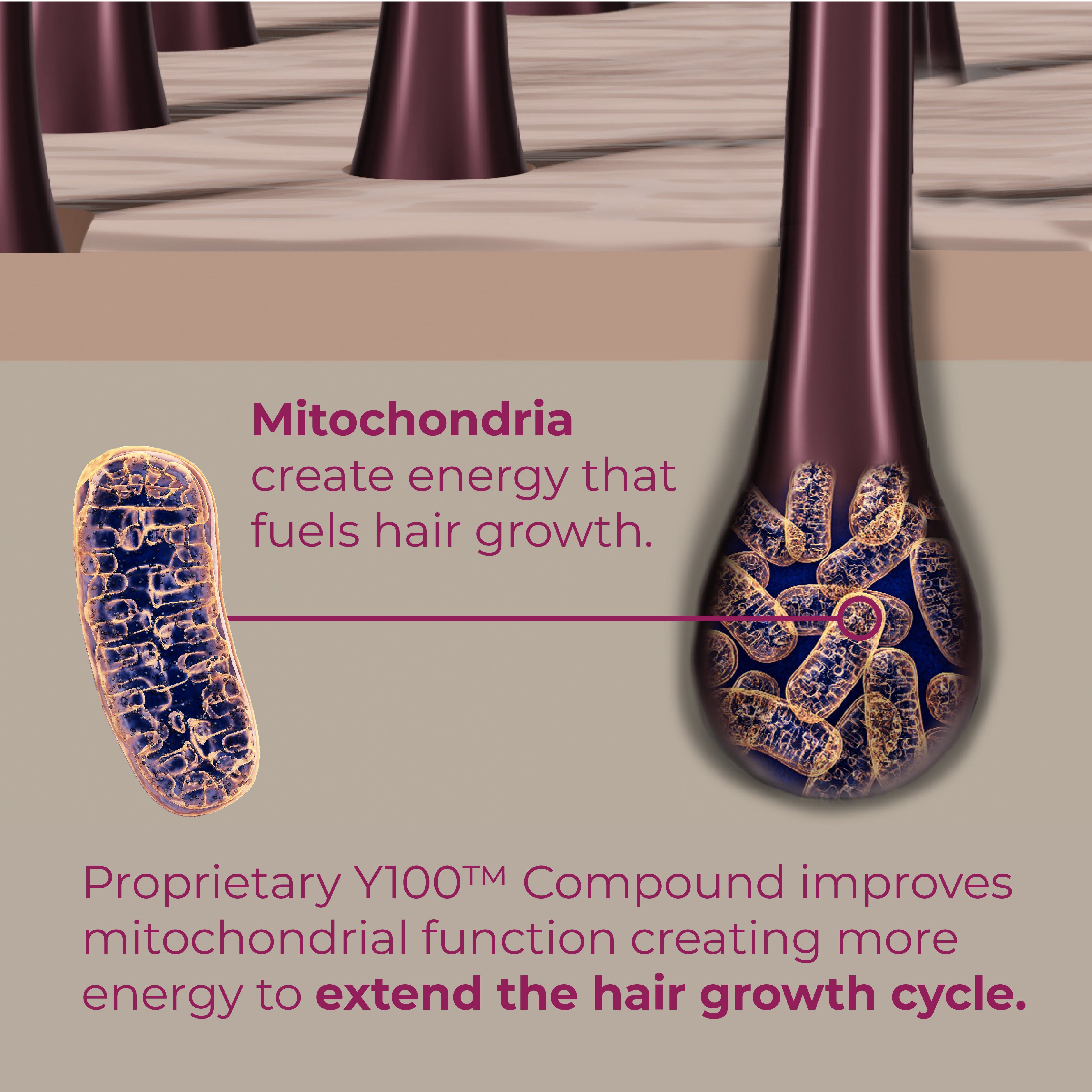 Mitochondria create energy that fuels hair growth.
