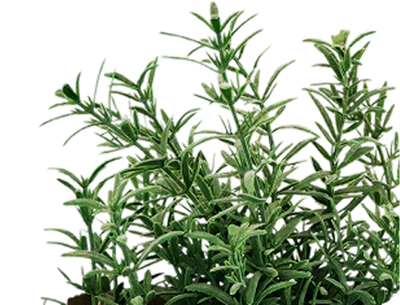 Rosemary