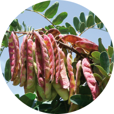 Tara Tree Extract