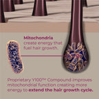 Mitochondria create energy that fuel hair growth.