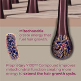 Mitochondria create energy that fuel hair growth.