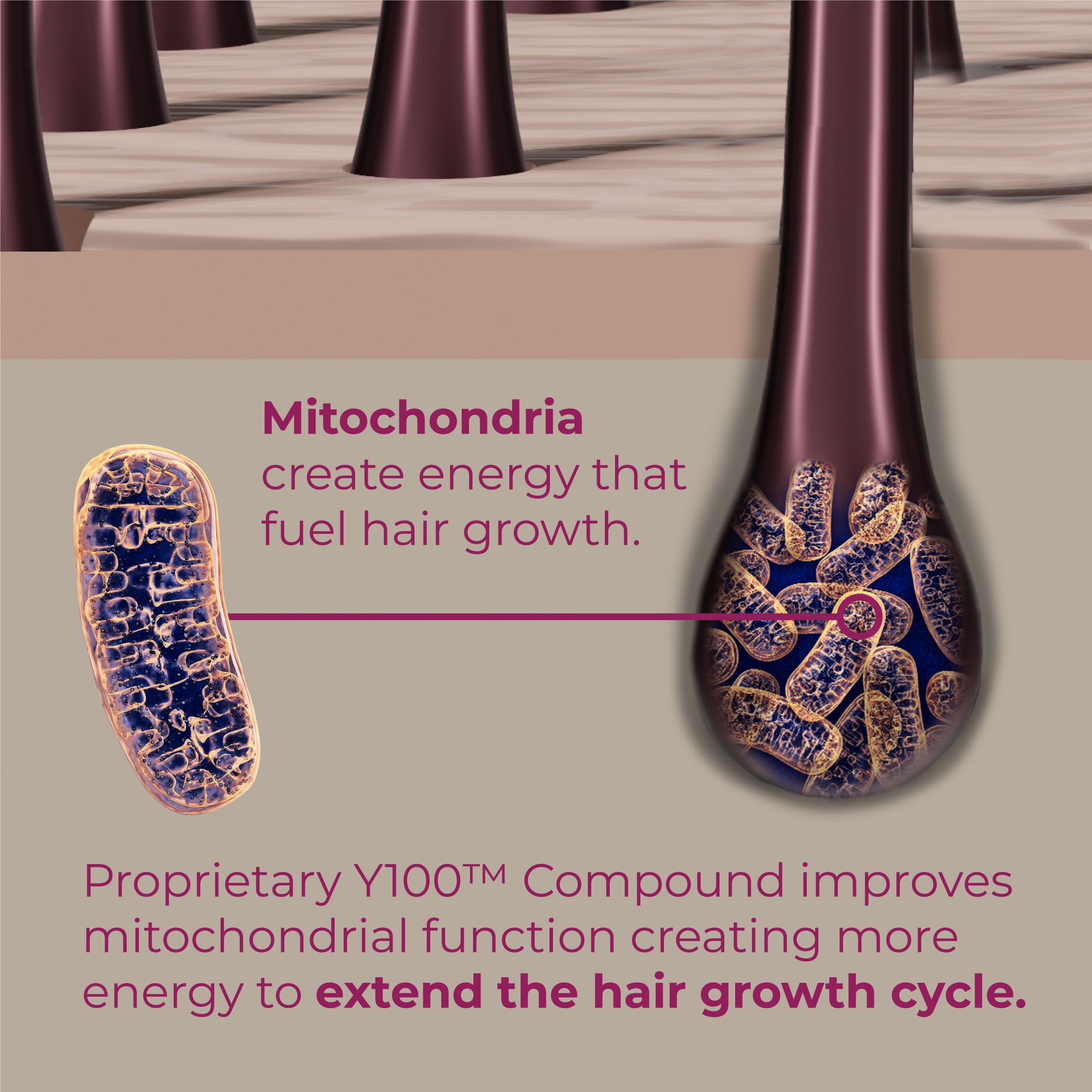 Mitochondria create energy that fuel hair growth.