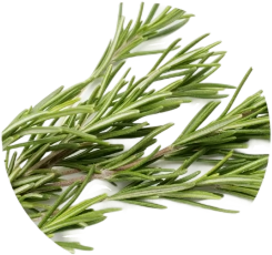 Rosemary Extract