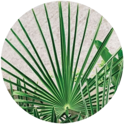 Saw Palmetto