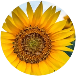 Sunflower Seed Extract